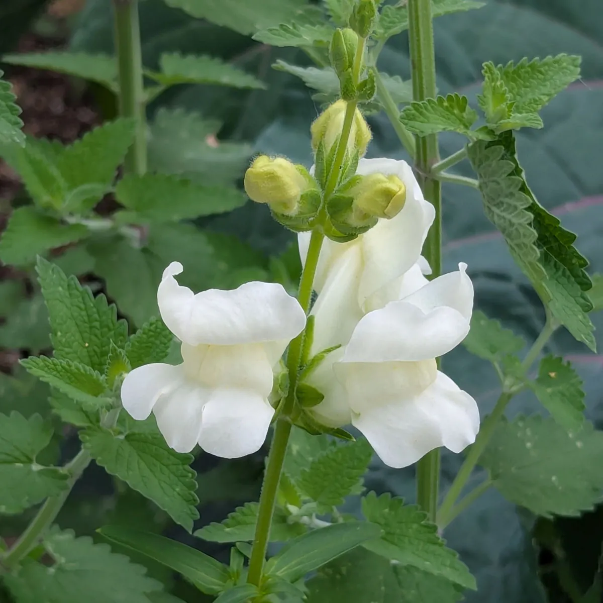 Weißes Löwenmäulchen 'Snowflake' (Antirrhinum majus) Samen