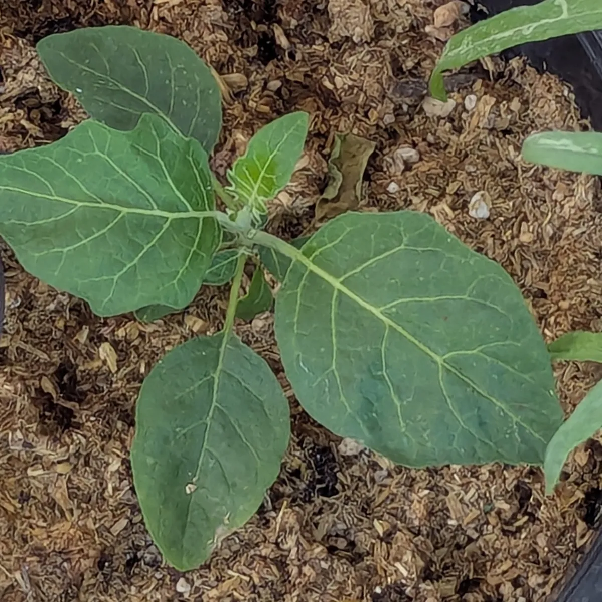 Äthiopische Eierfrucht 'Turkish Orange' (Solanum aethiopicum) Samen