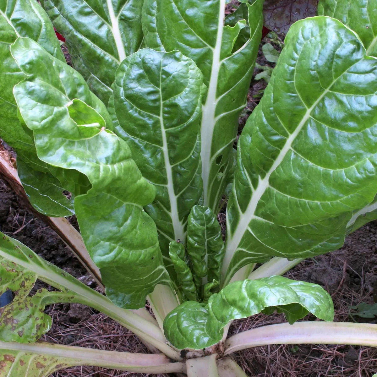 Weißer Mangold 'Glatter Silber' (Beta vulgaris) Bio Saatgut