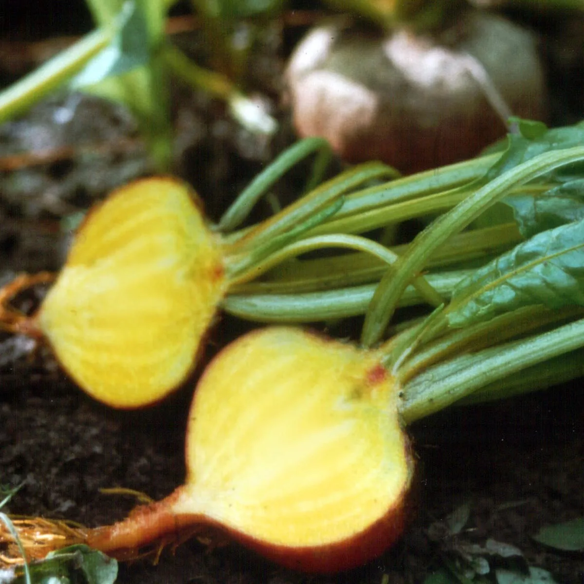 Gelbe Bete 'Golden' (Beta vulgaris) Samen