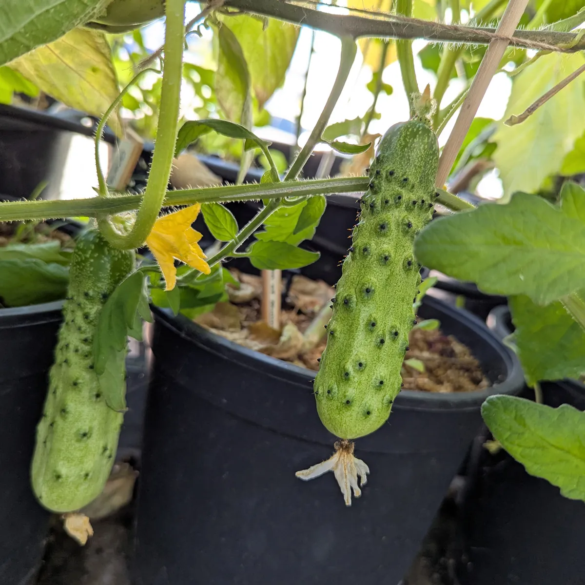 Netzgurke 'Salome' (Cucumis sativus) Bio-Saatgut