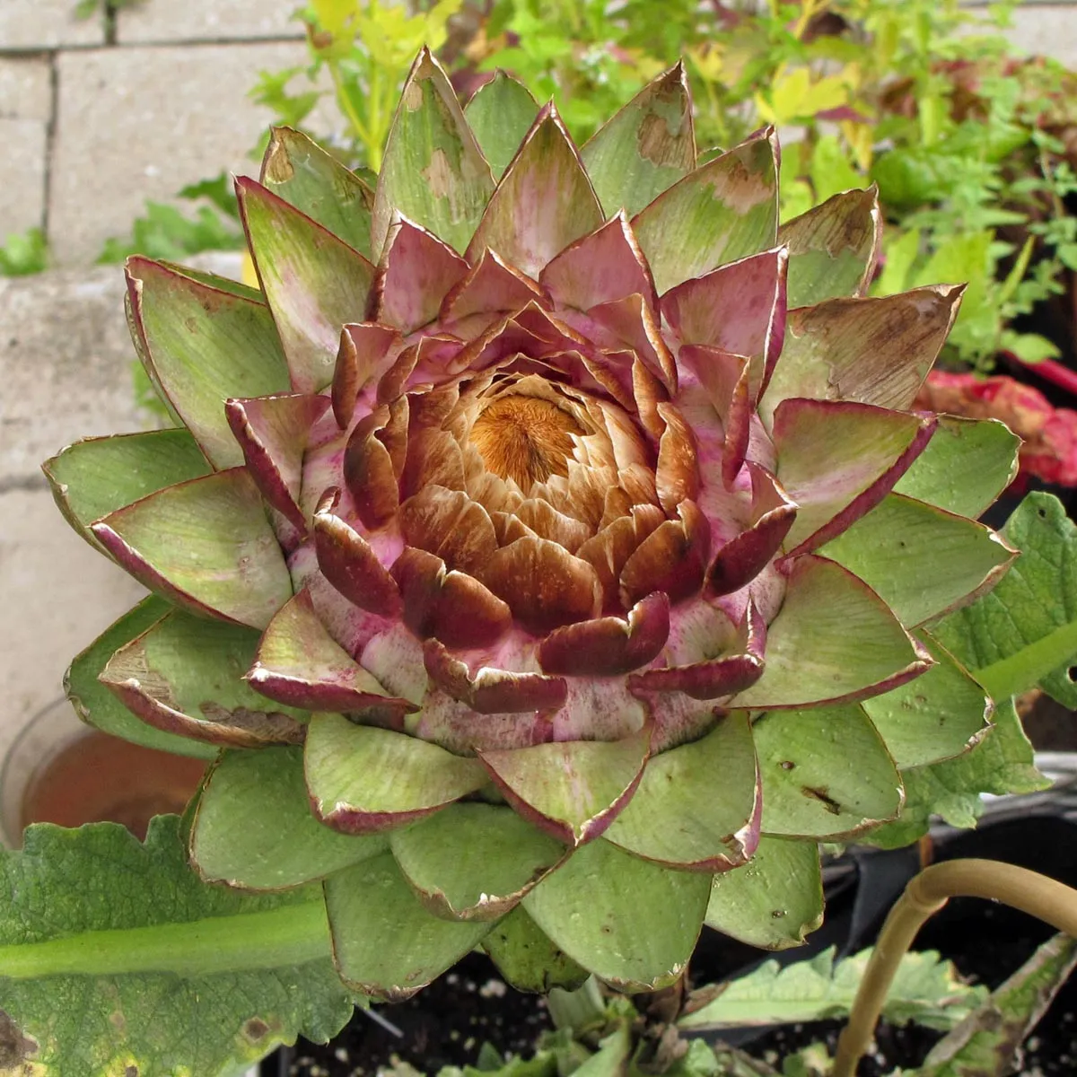 Violette Artischocke 'Violetto di Chioggia' (Cynara scolymus) Samen