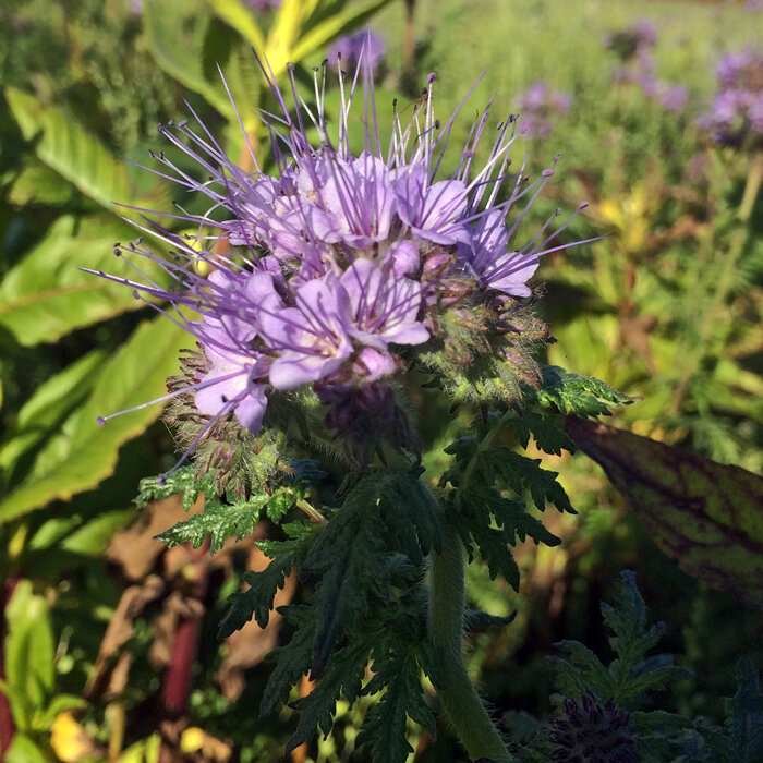 Hellviolette Blüte von Phacelia (Phacelia tanacetifolia), einer Gründüngungspflanze