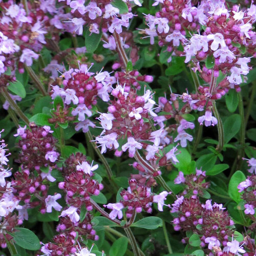 Blühender Thymian mit zartlila Blüten