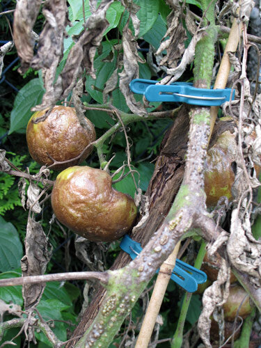 Starker Befall mit Kraut- und Braunfäule an Tomaten