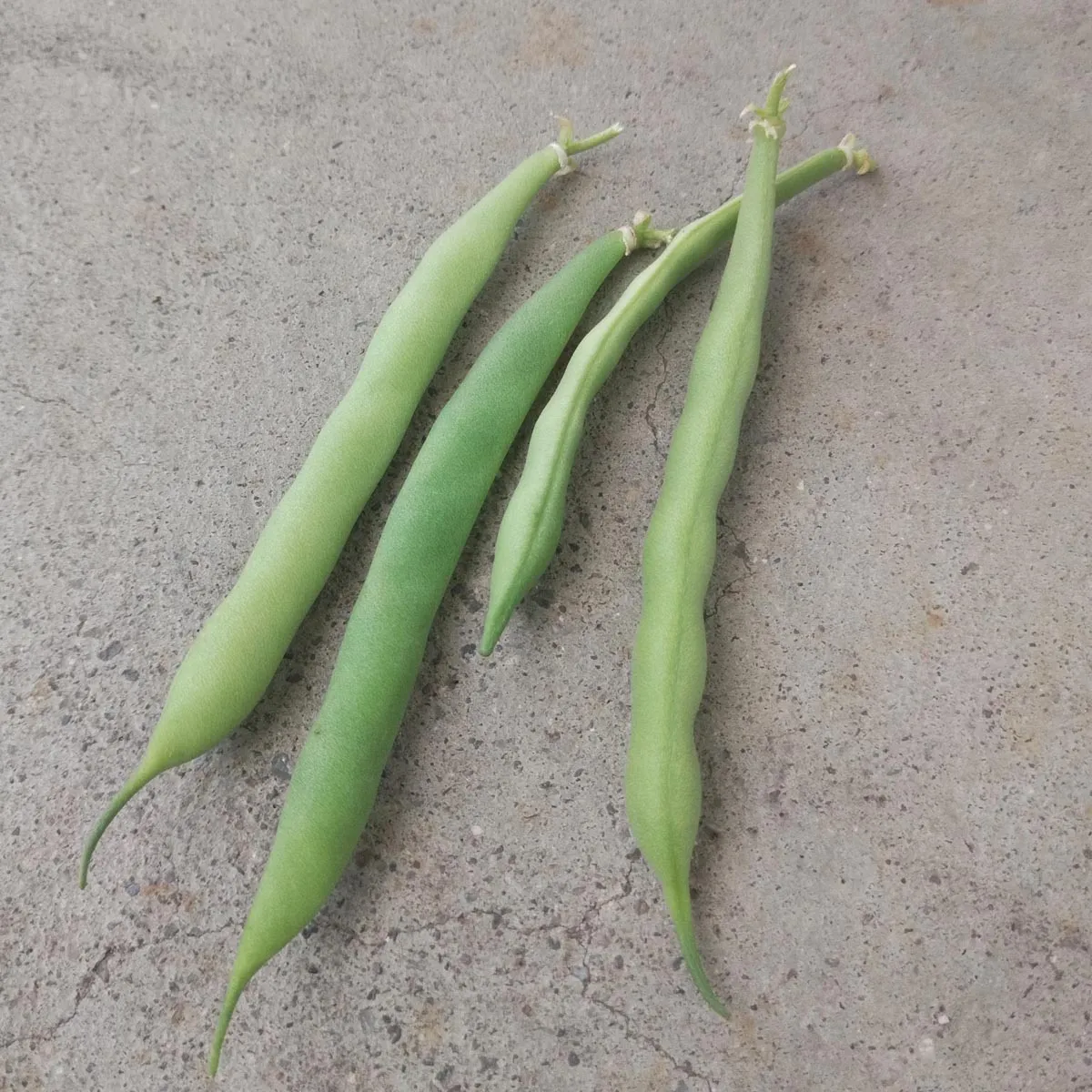 Weiße Buschbohne 'Cannellini' (Phaseolus vulgaris) Samen