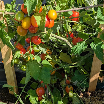 Cocktailtomate 'Principe Borghese' (Solanum lycopersicum) mit reifenden roten und orangen Früchten