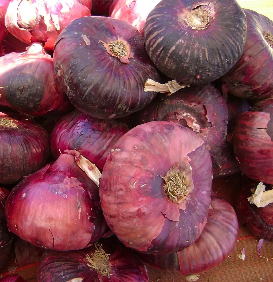 Zwiebel 'Rote Braunschweiger' (Allium cepa) Samen
