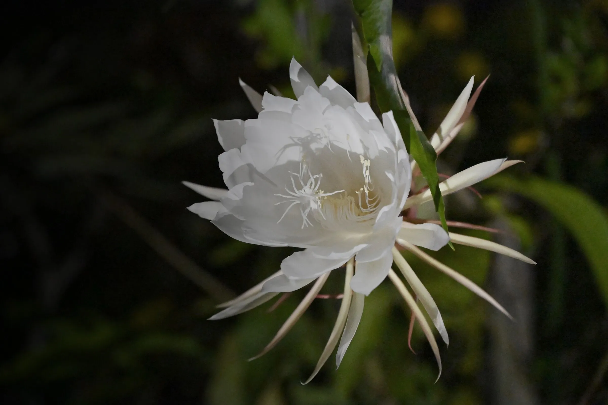 Weiße Blüte der Königin der Nacht in der Dunkelheit