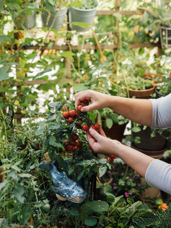 Hände ernten Kirschtomaten zwischen Kräutern und Töpfen, die auf mehreren Ebenen stehen