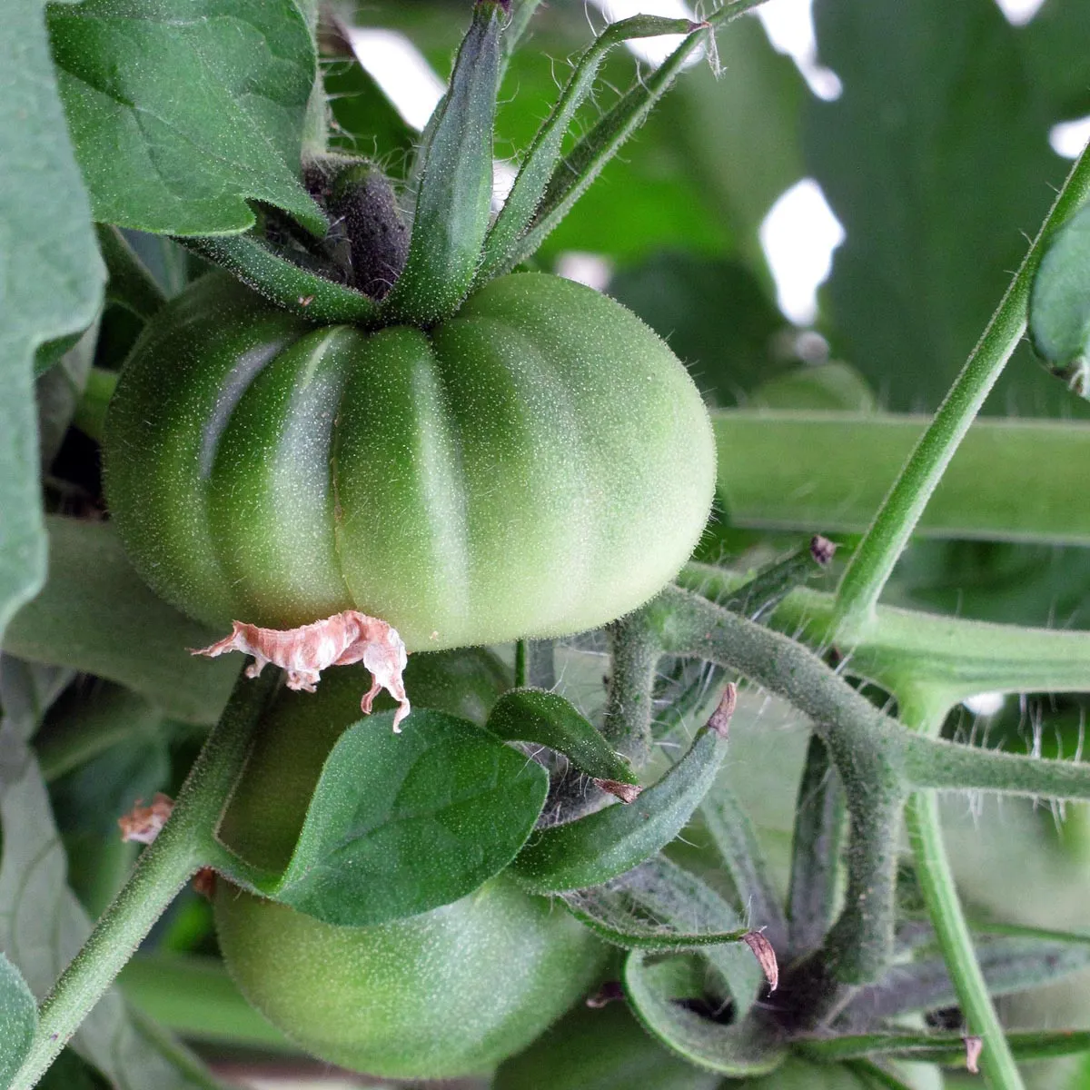 Fleischtomate 'Marmande' (Solanum lycopersicum) Samen