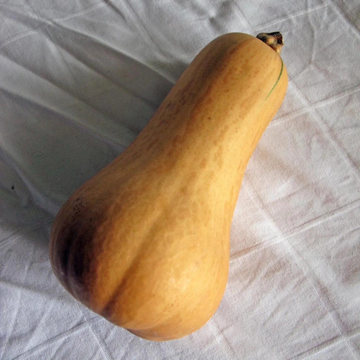 Butternut-Kürbis 'Waltham Butternut' (Cucurbita moschata) Samen