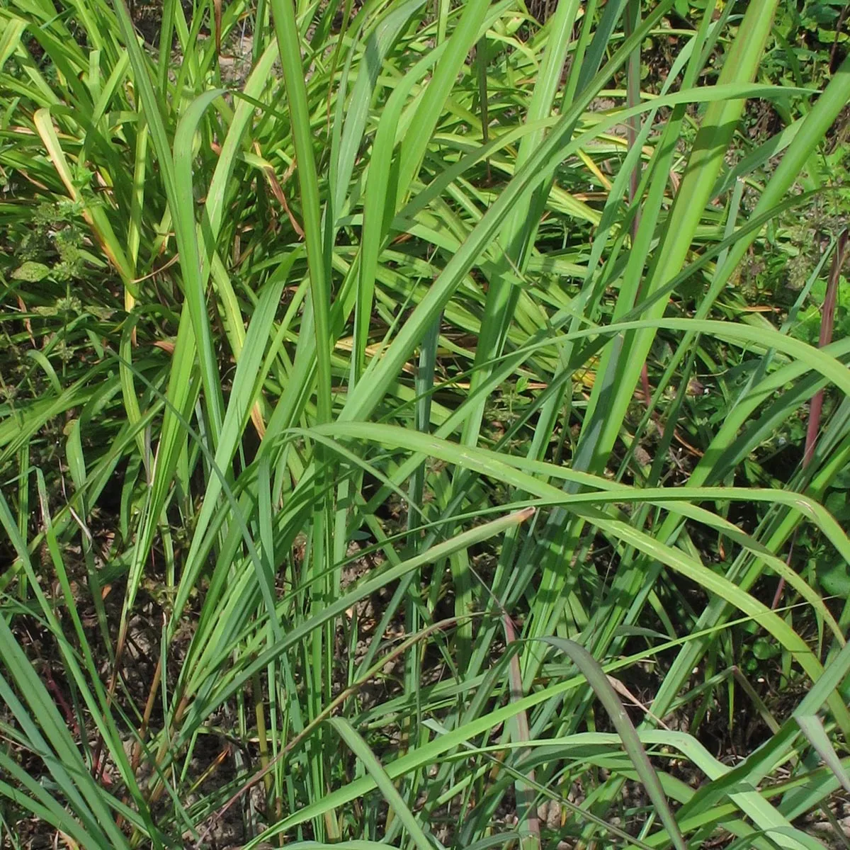 Ostindisches Zitronengras / Lemongras (Cymbopogon flexuosus) Samen