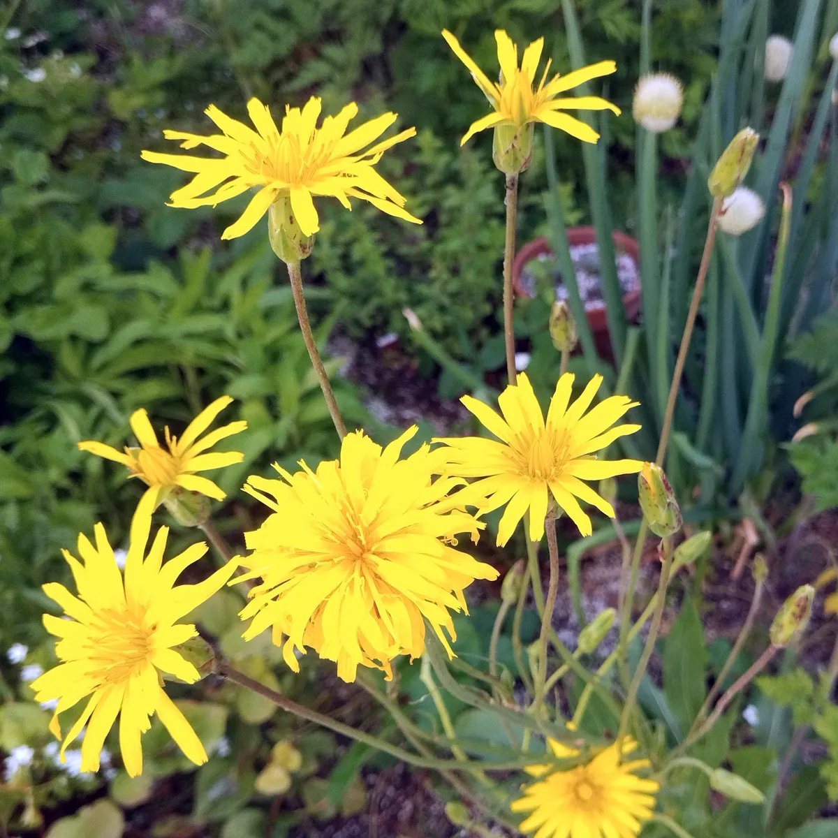 Schwarzwurzeln 'Einjährige Riesen' (Scorzonera hispanica) Samen