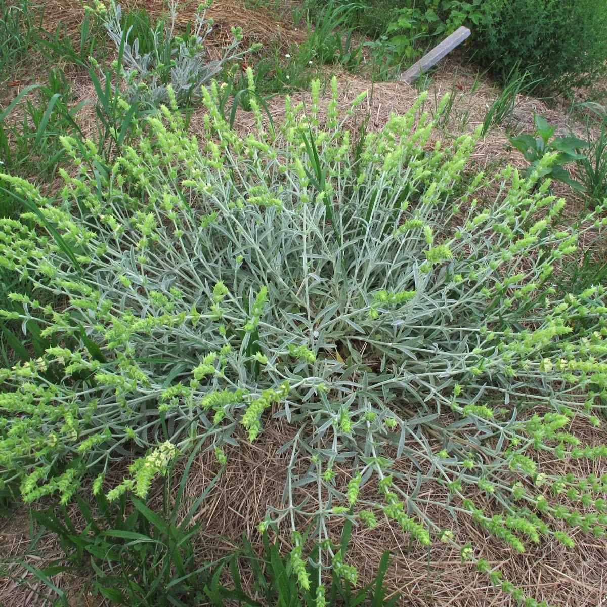 Griechischer Bergtee (Sideritis syriaca) Bio Saatgut