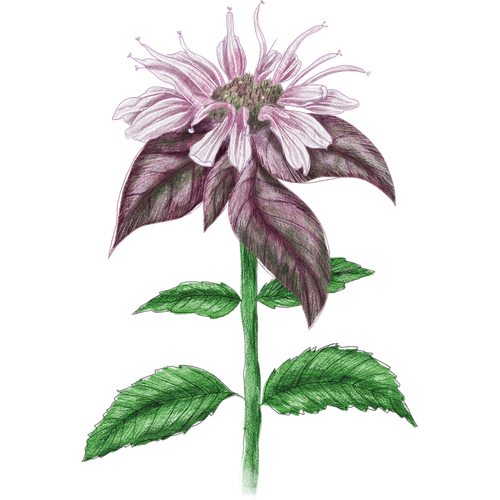 Monarde-Arten