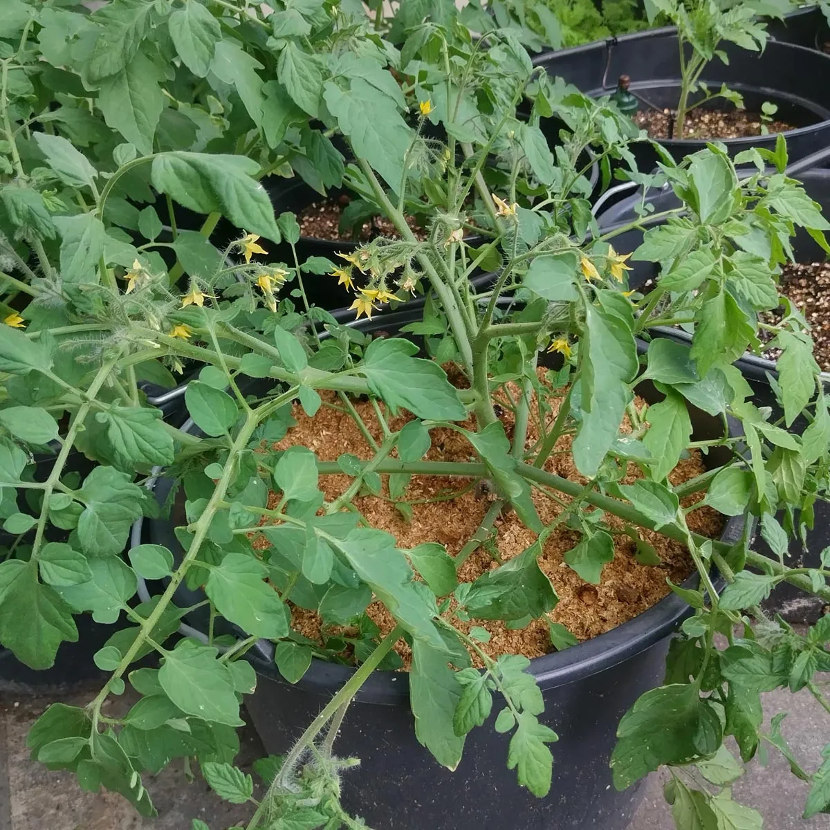 Tomate 'Gartenperle' (Solanum lycopersicum) Samen