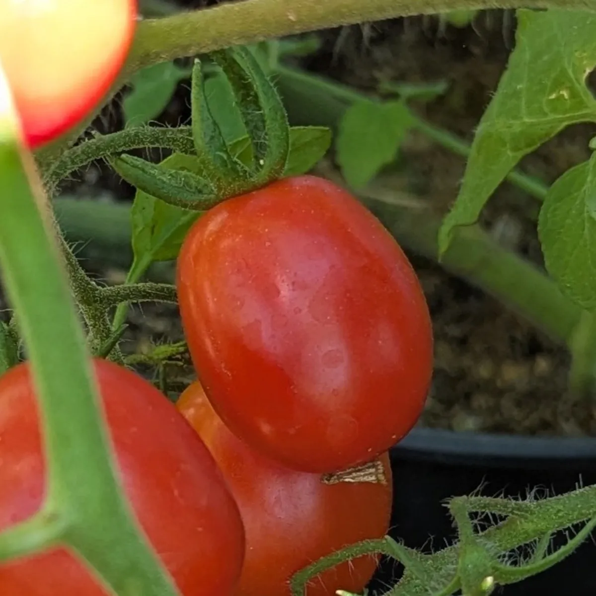 Cocktailtomate 'Principe Borghese' (Solanum lycopersicum) Samen