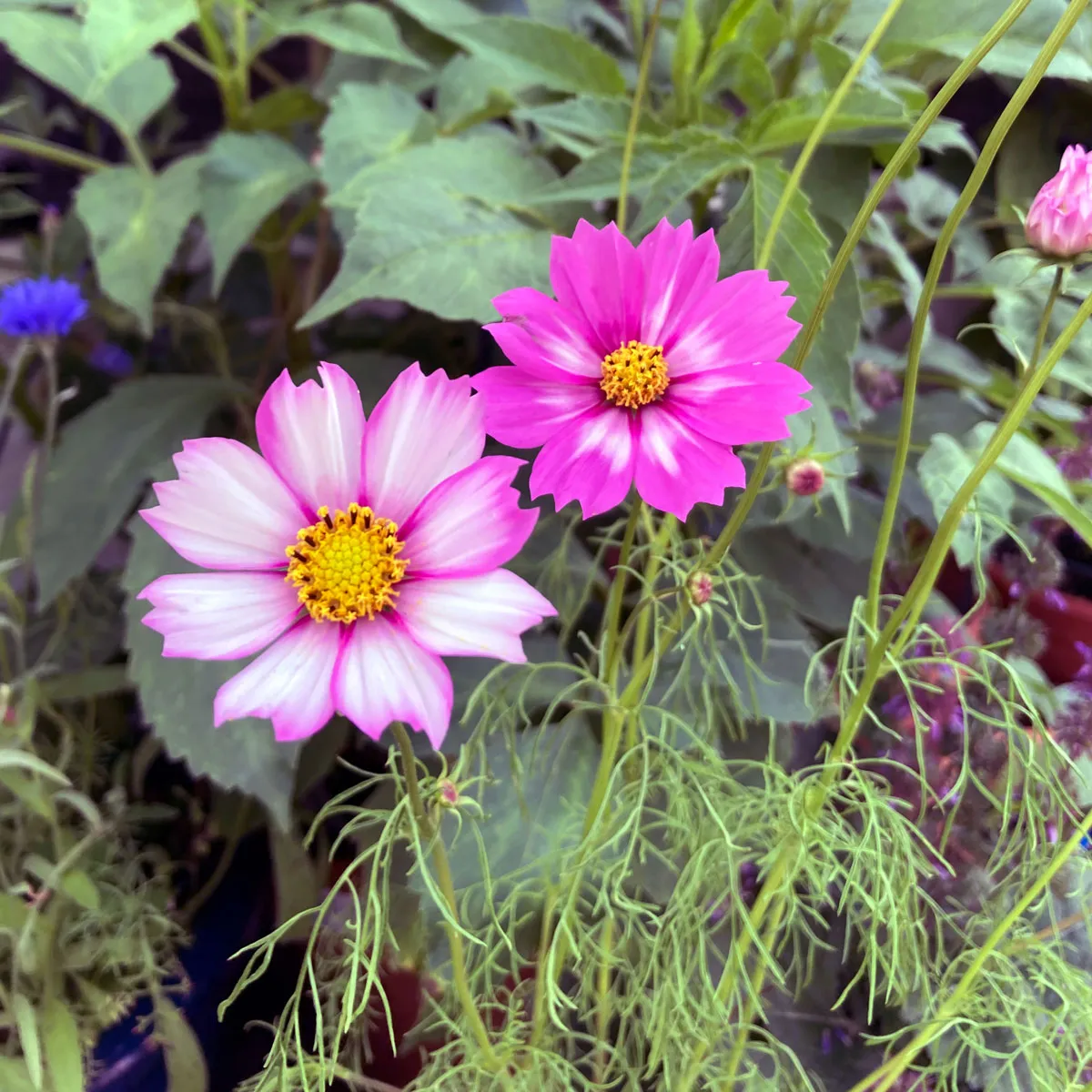 Zweifarbige Cosmea / Schmuckkörbchen 'Sensation Candy Stripe' (Cosmos bipinnatus) Samen