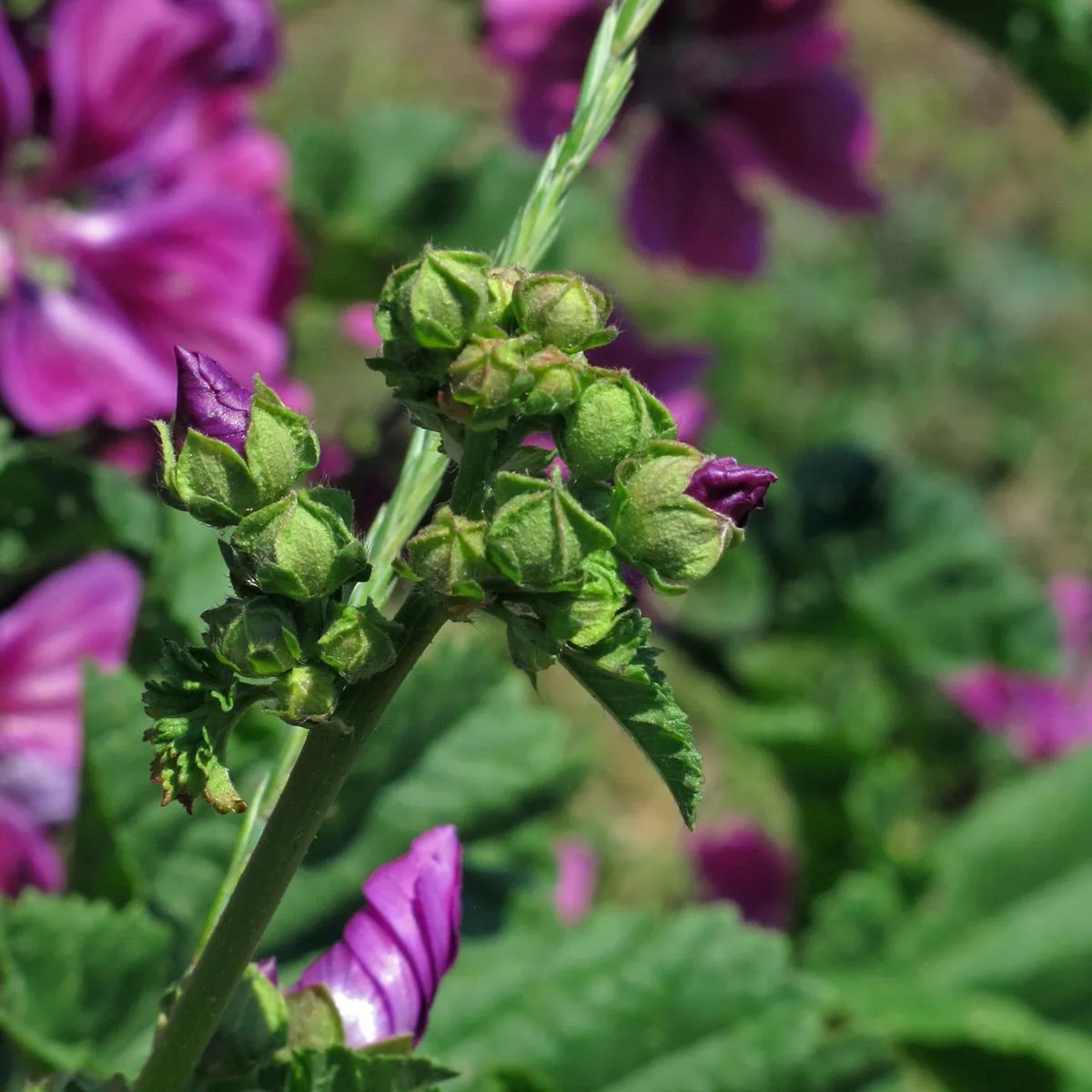 Mauretanische Malve (Malva sylvestris ssp. mauritiana) Bio