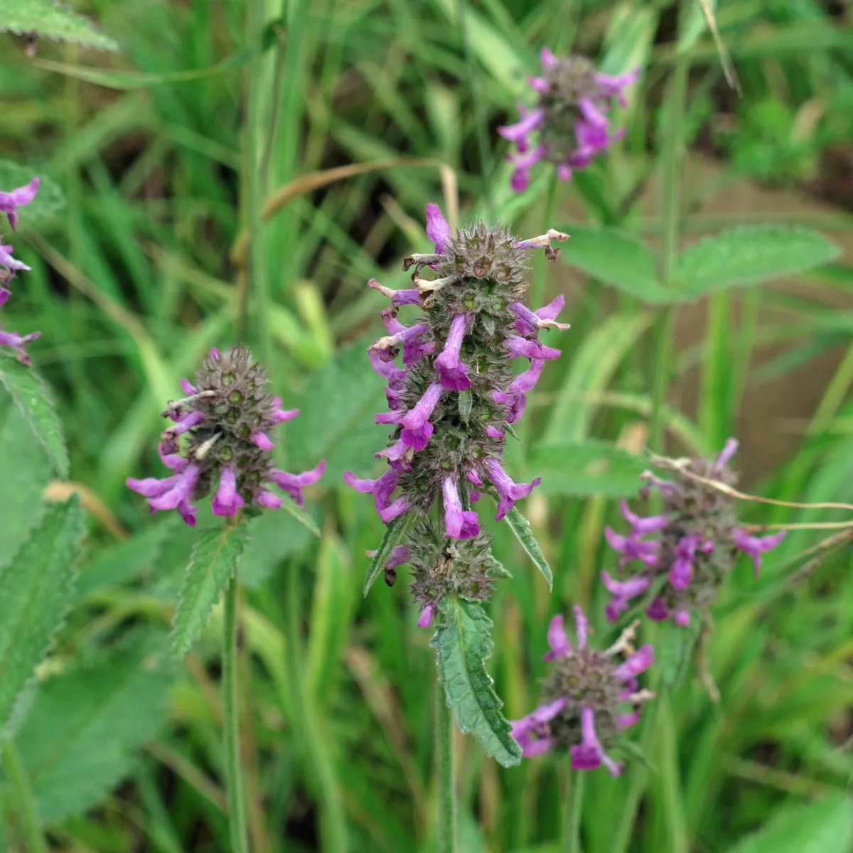 Heilziest / Echte Betonie (Betonica officinalis) Bio Saatgut