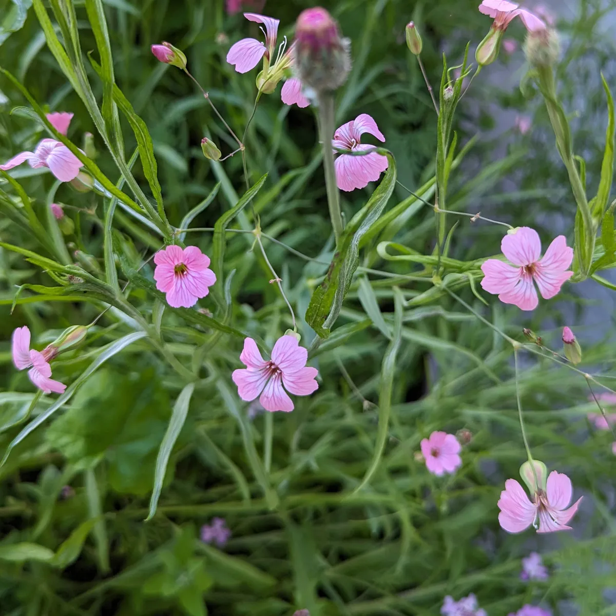 Sommerblumen in Rosa (diverse Arten & Sorten) Saatgutmix
