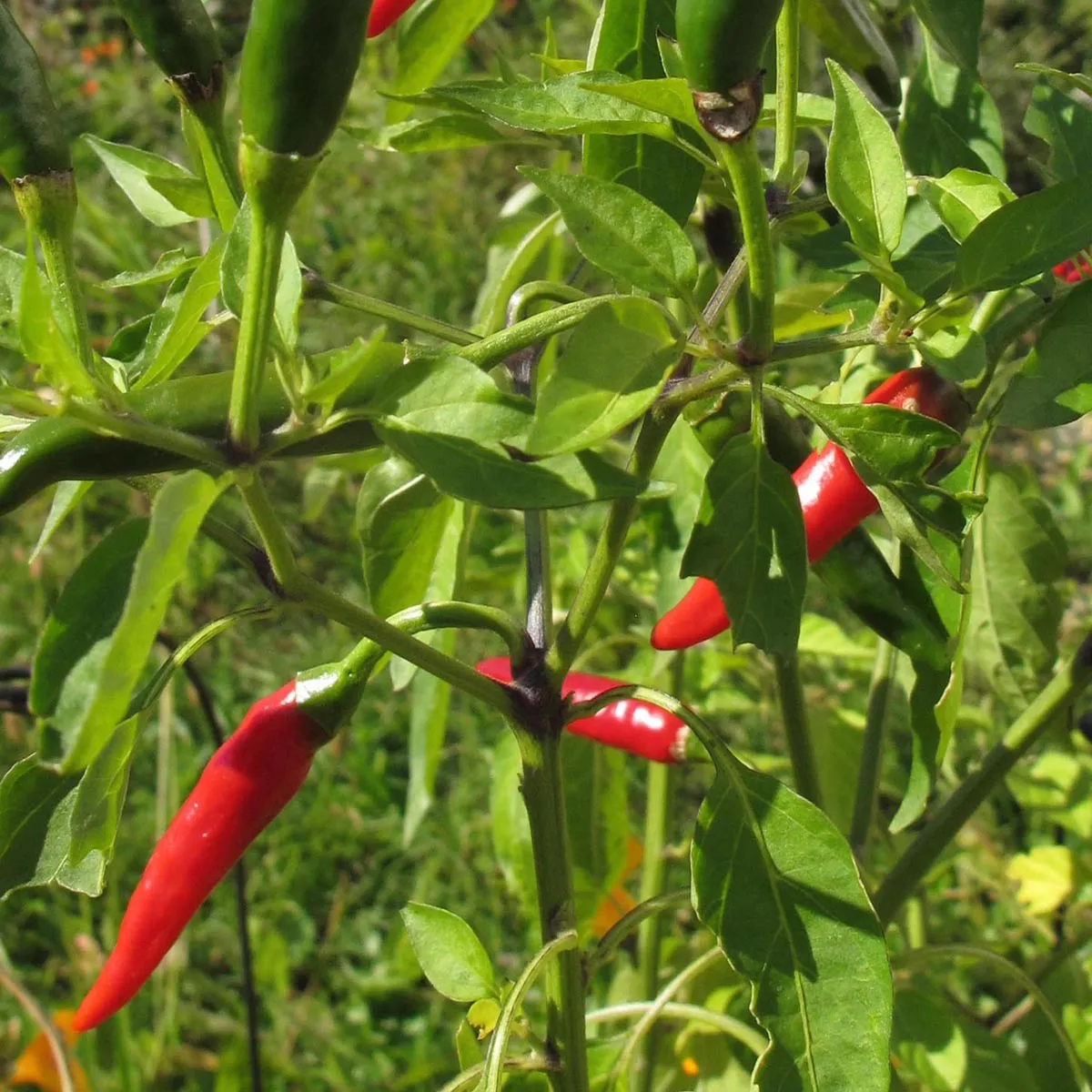 Chili 'Tabasco' (Capsicum frutescens) Samen