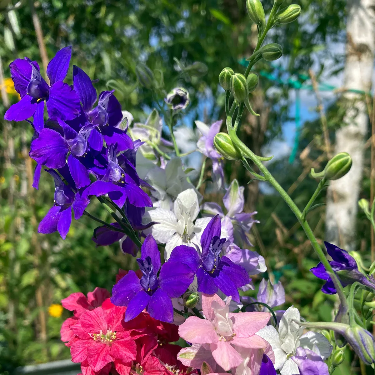 Dunkelblauer Feldrittersporn 'Blue Spire' (Consolida ajacis) Samen