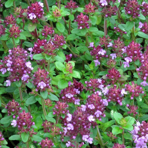 Blühender Quendel / Wilder Thymian (Thymus pulegioides) mit rosavioletten Blüten