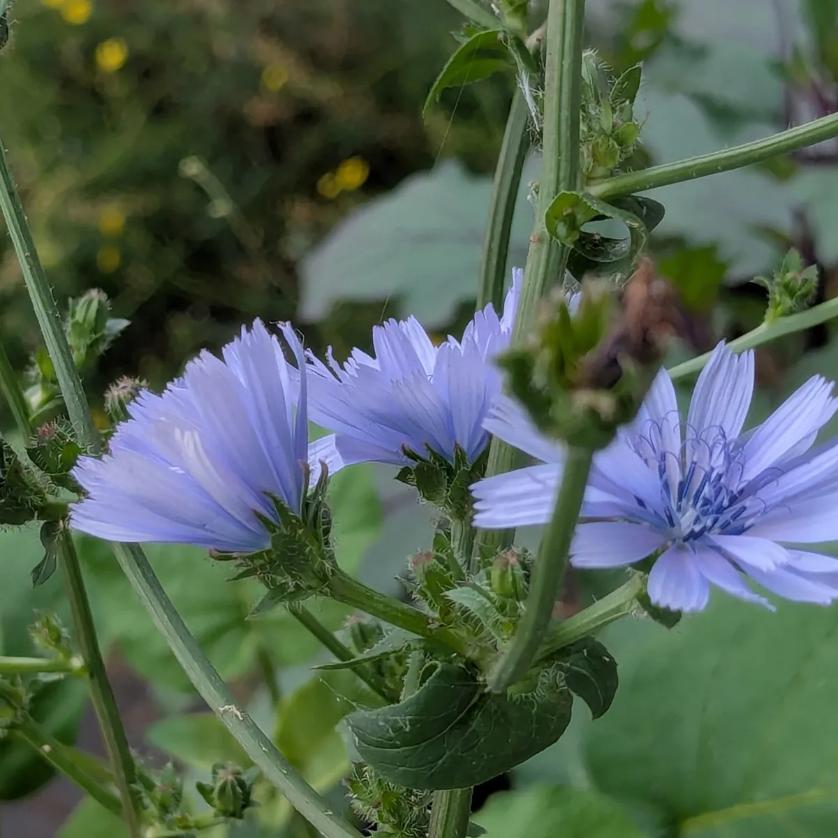 Catalogna 'Puntarella Galatina' (Cichorium intybus var. foliosum) Samen