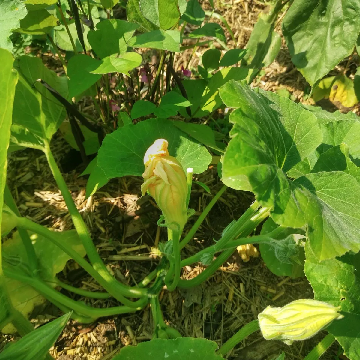 Zucchini 'Tromboncino d'Albenga' (Cucurbita moschata) Samen