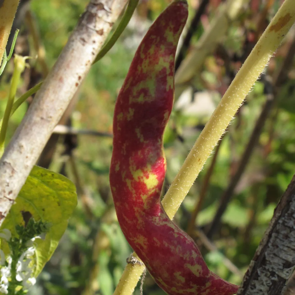 Stangenbohne 'Borlotto Lingua Di Fuoco' (Phaseolus vulgaris) Samen