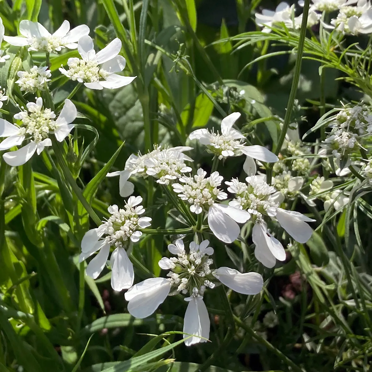 Strahlen-Breitsame / Strahlendolde (Orlaya grandiflora) Samen
