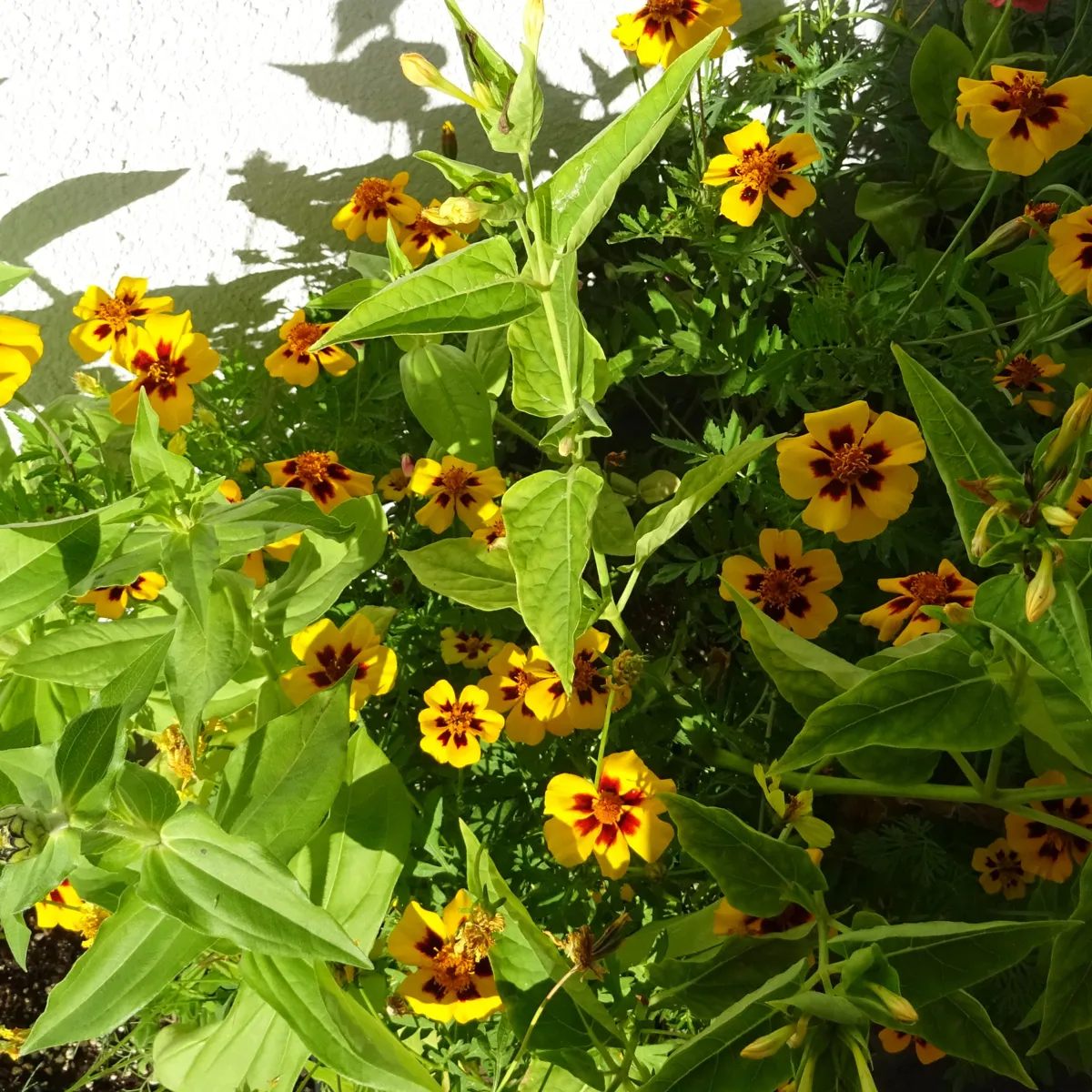 Sommerblumen in Gelb (diverse Arten & Sorten) Saatgutmix
