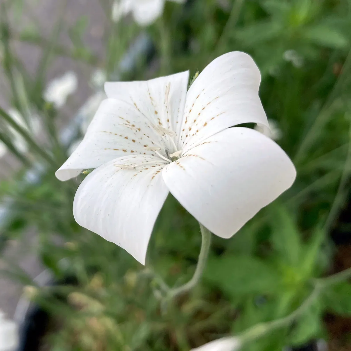 Weiße Kornrade 'Ocean Pearls' (Agrostemma githago) Samen