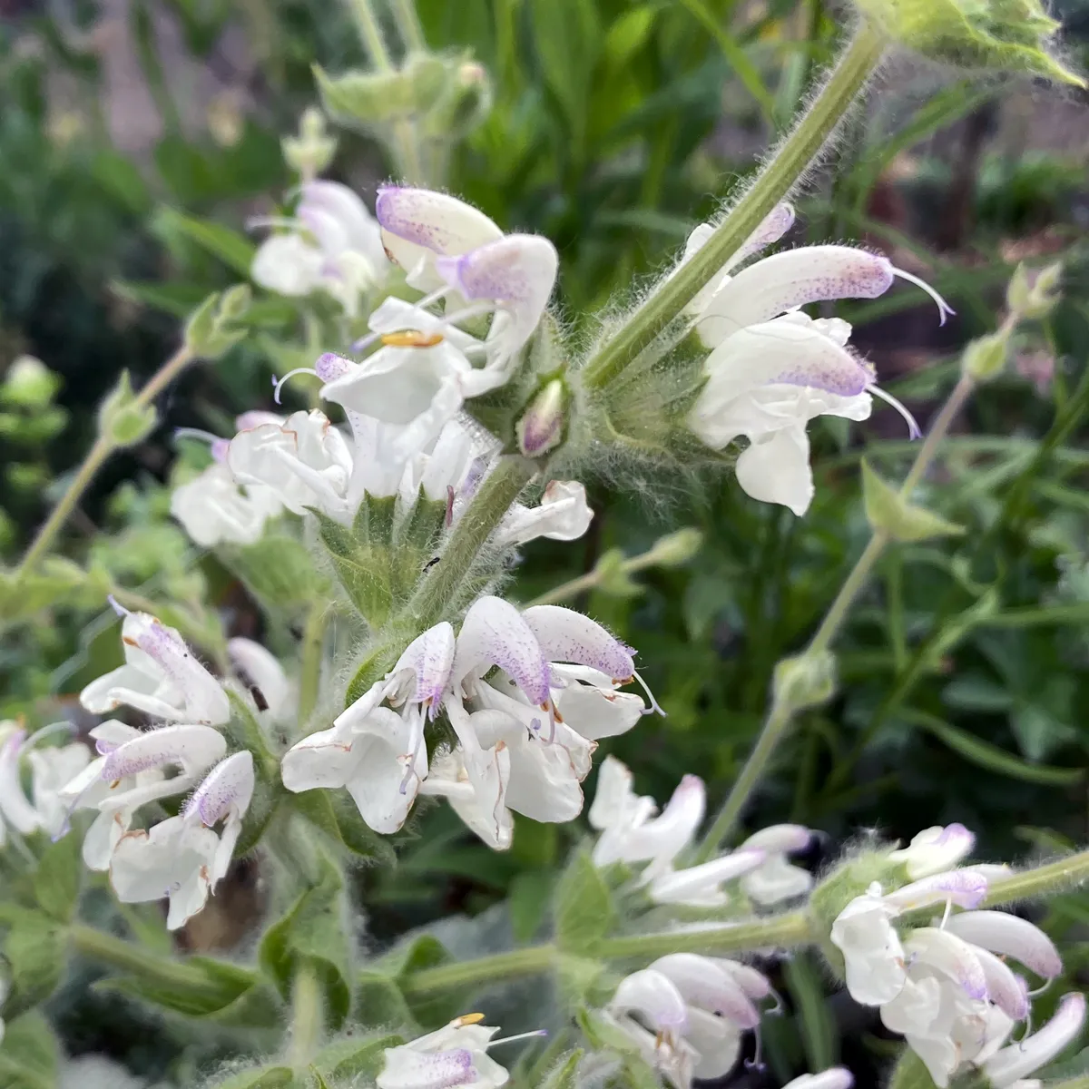 Silberblatt Salbei 'Artemis' (Salvia argentea)