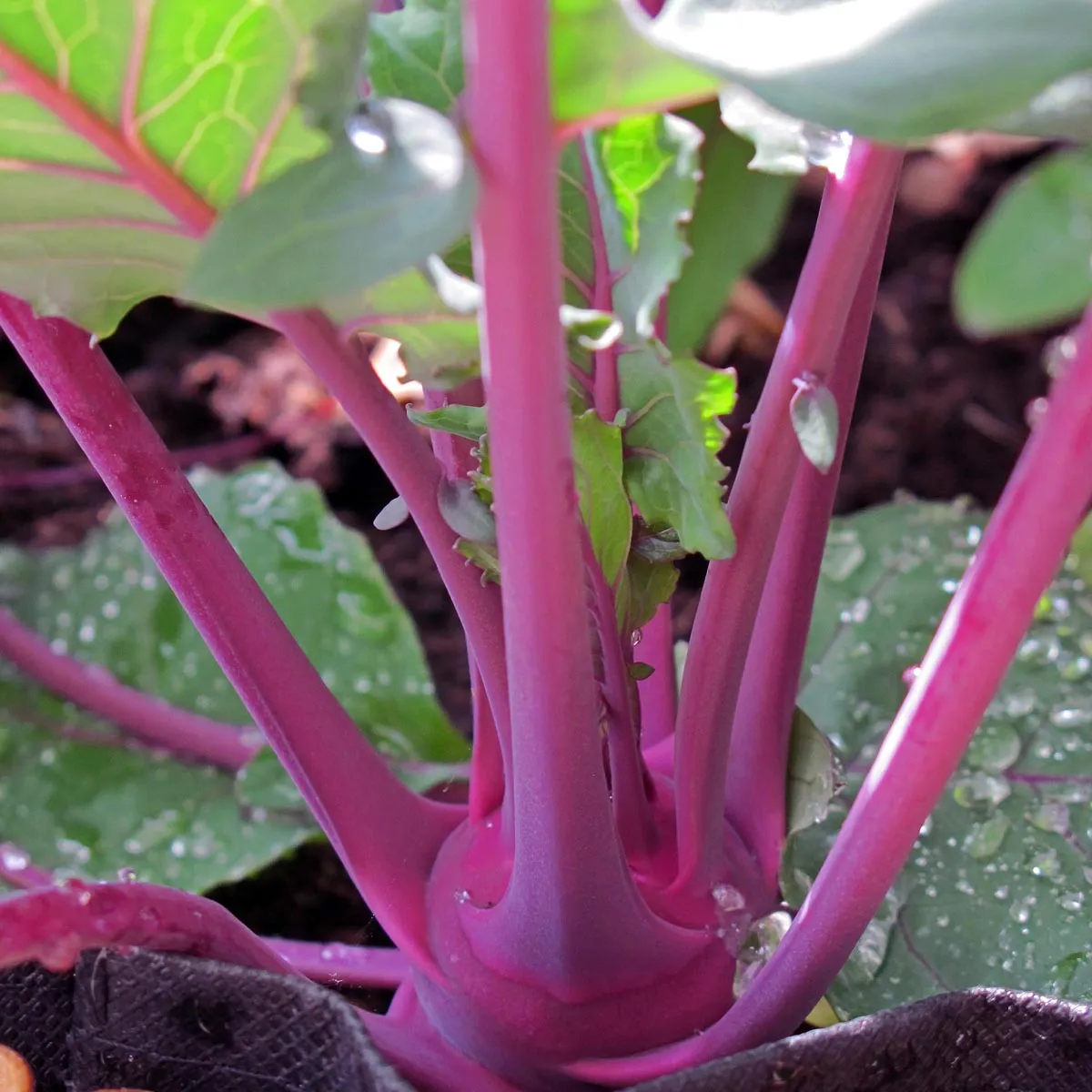 Violetter Kohlrabi 'Blauer Delikatess' (Brassica oleracea var. gongylodes) Samen