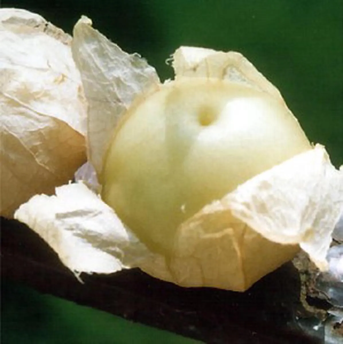 Tomatillo 'Rendidora' (Physalis ixocarpa) Samen