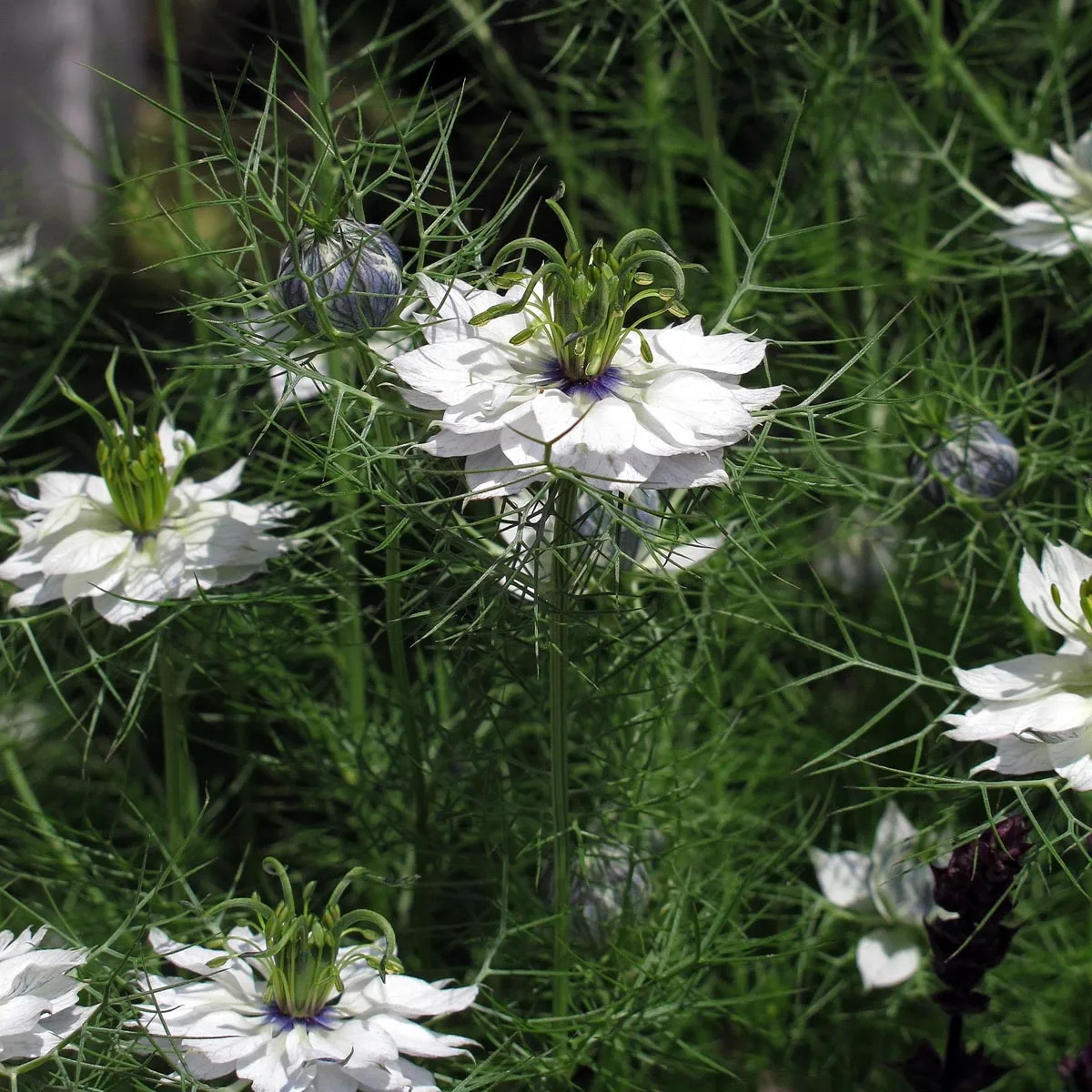 Jungfer im Grünen 'Persian Jewels mixed' (Nigella damascena) Samen