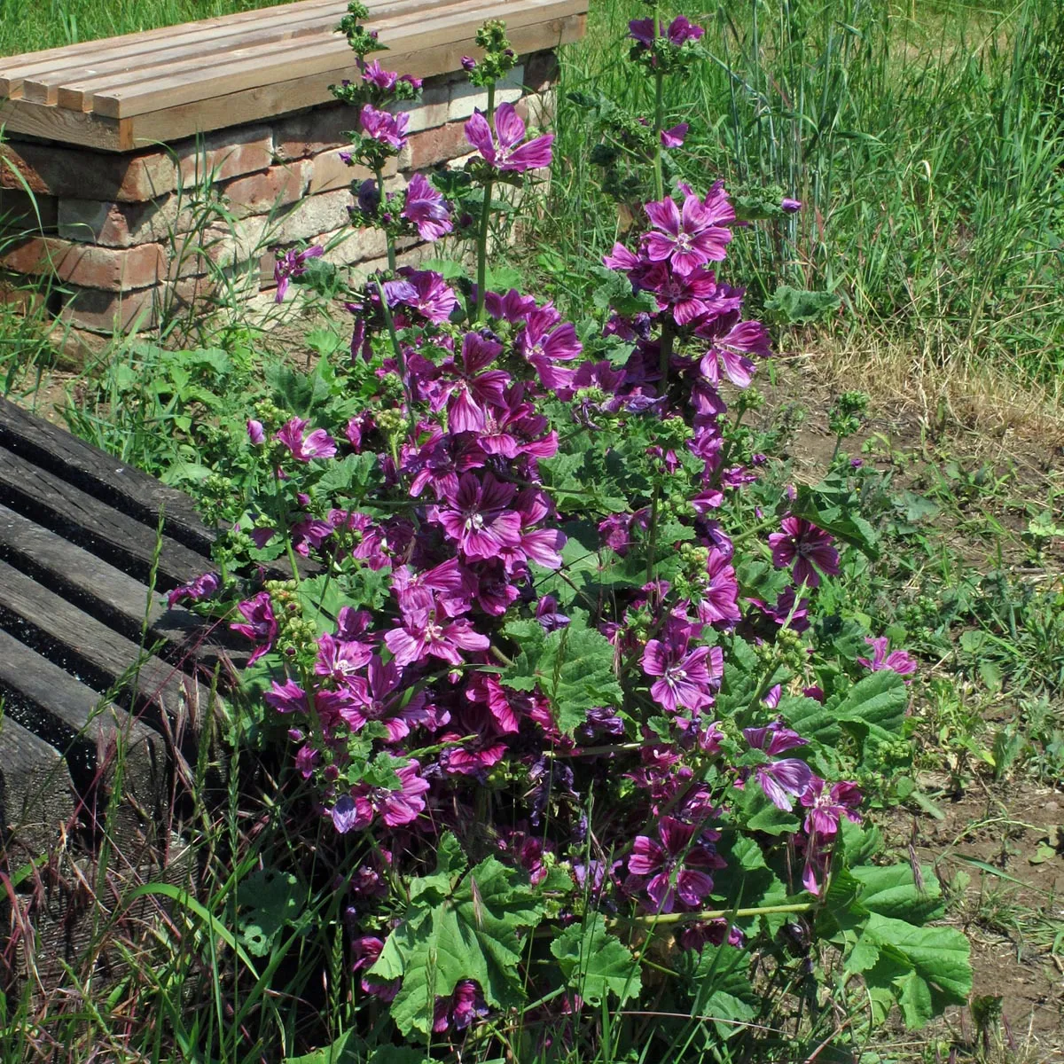 Mauretanische Malve (Malva sylvestris ssp. mauritiana) Bio