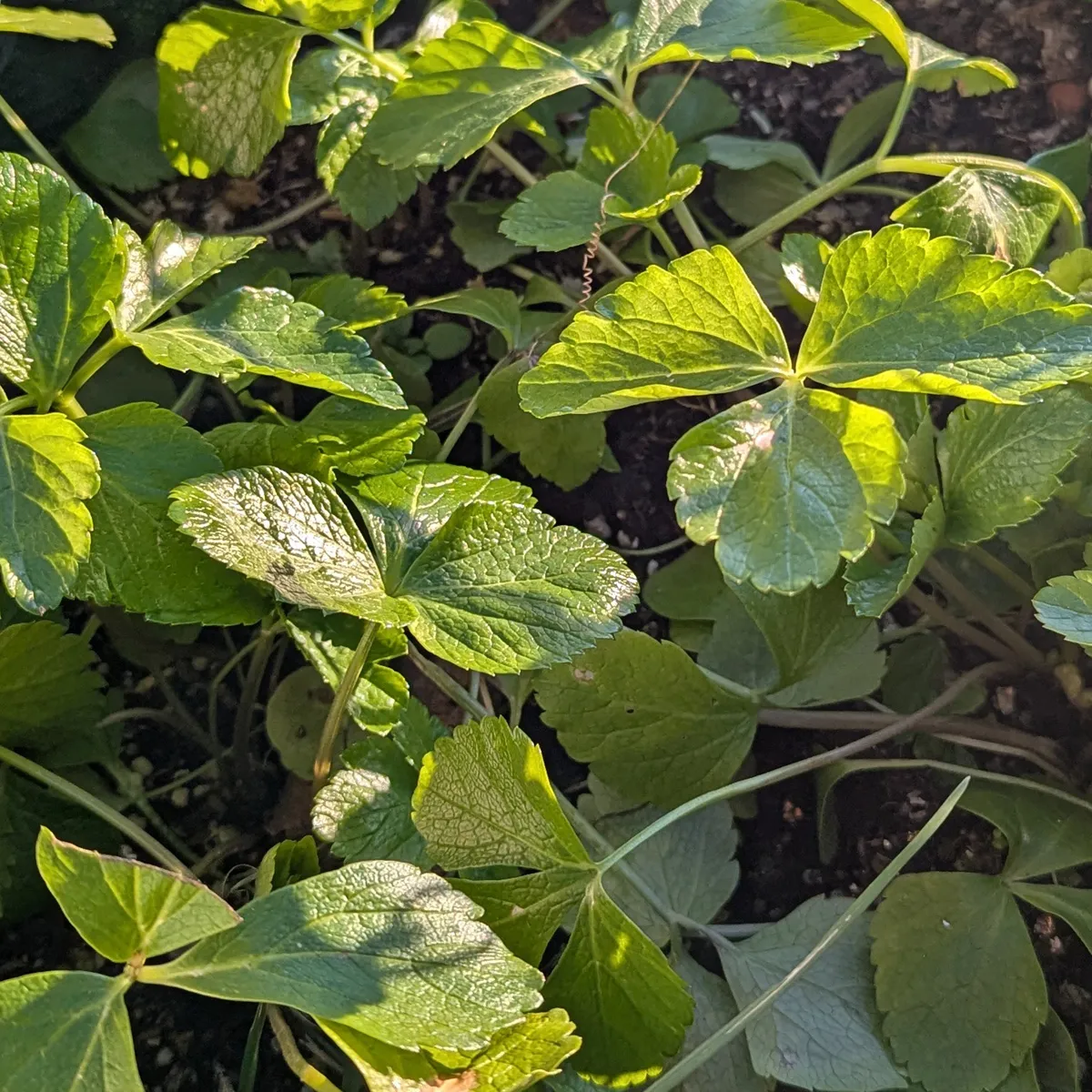 Alisander (Smyrnium olusatrum) Samen