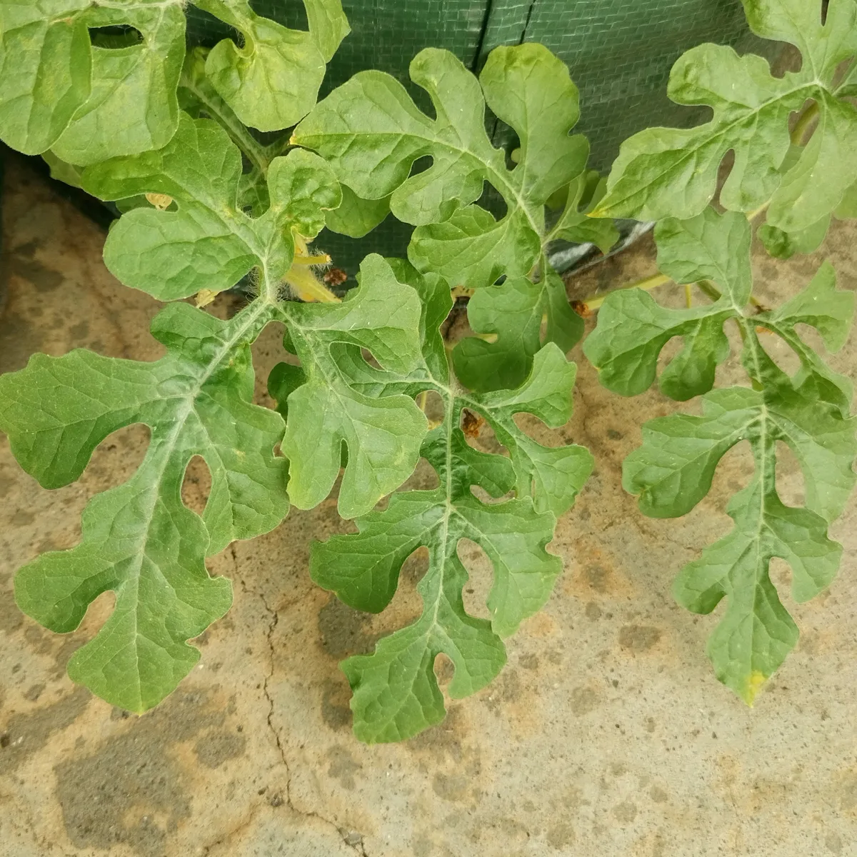 Gelbe Wassermelone 'Golden Midget' (Citrullus lanatus) Samen