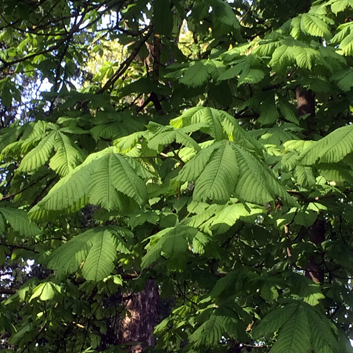 Kastanienlaub: grüne, handförmig gefingerte Blätter im Baum