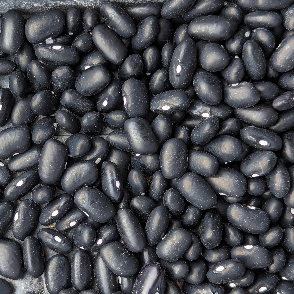 Teparybohne 'Black Mitla' (Phaseolus acutifolius) Samen