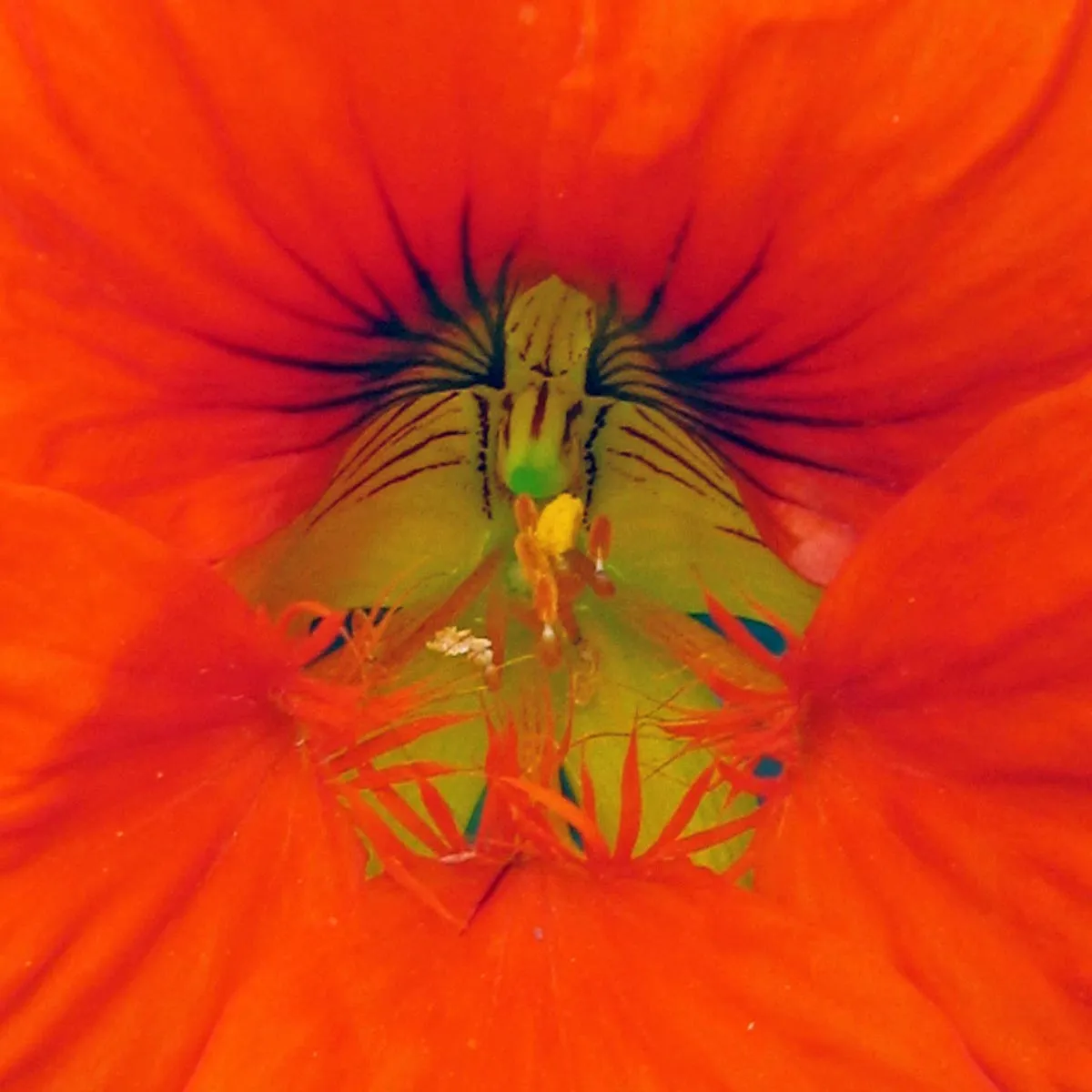 Kapuzinerkresse (Tropaeolum majus) Samen