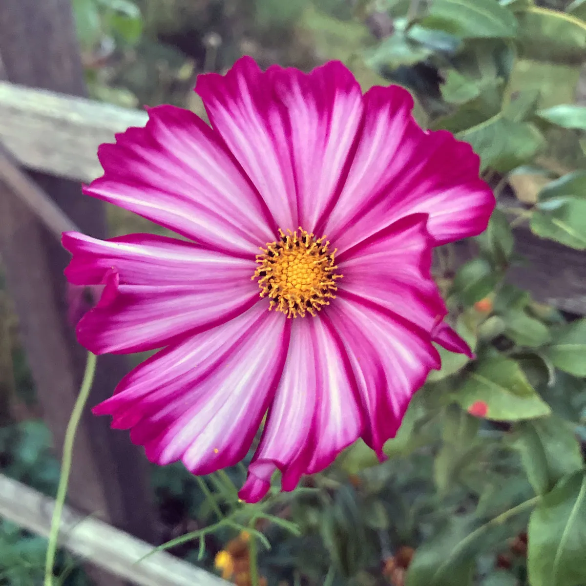 Zweifarbige Cosmea / Schmuckkörbchen 'Sensation Candy Stripe' (Cosmos bipinnatus) Samen