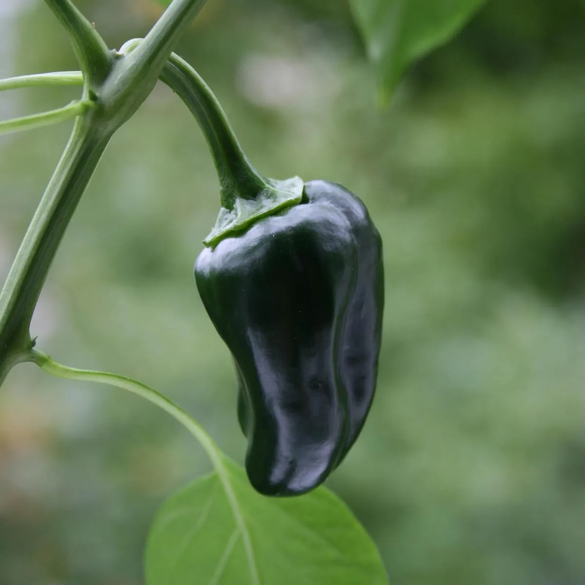 Poblano Chili 'Mulato Isleno' (Capsicum annuum) Samen