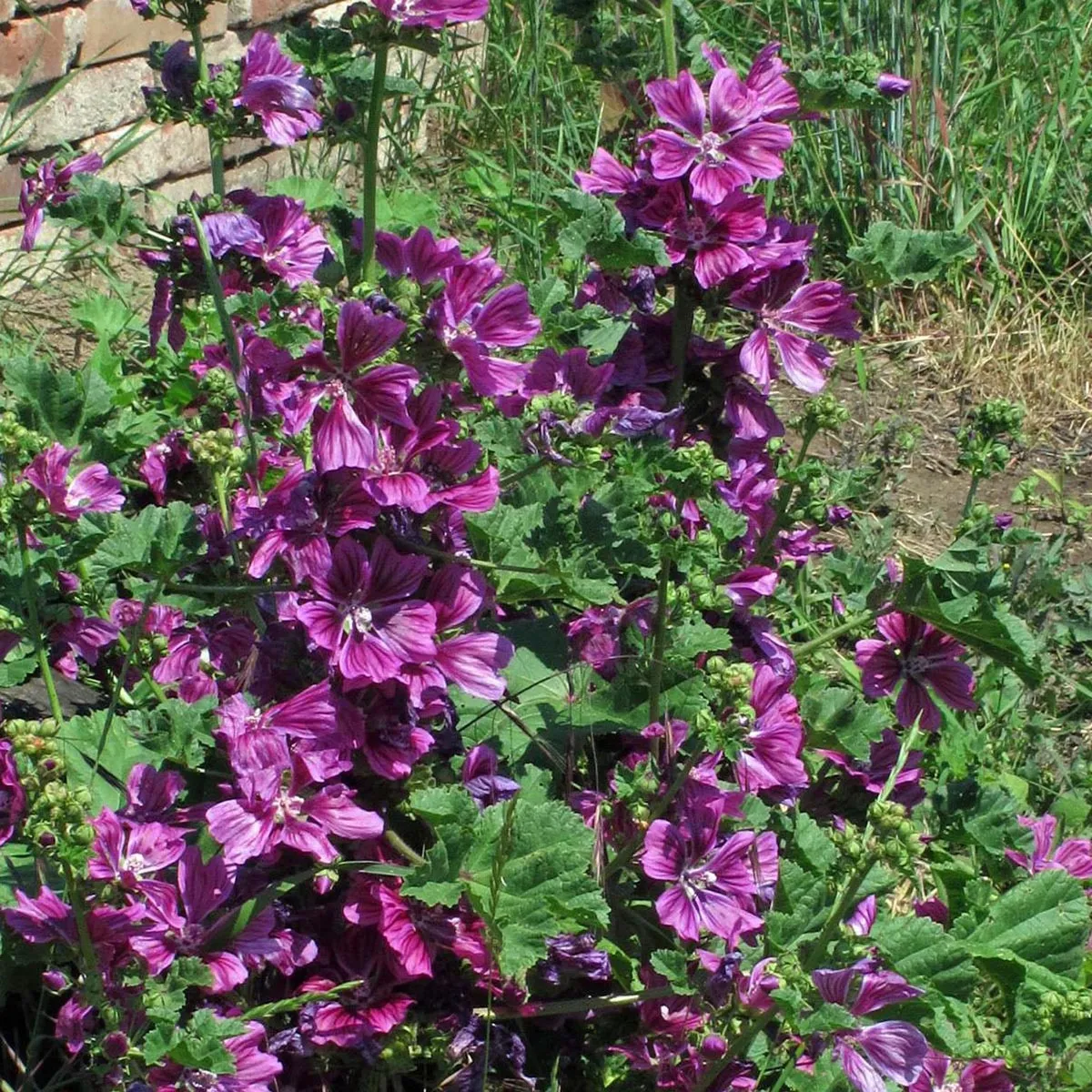 Wildblumen-Mischung (10g passend für ca. 5m² Fläche) Bio