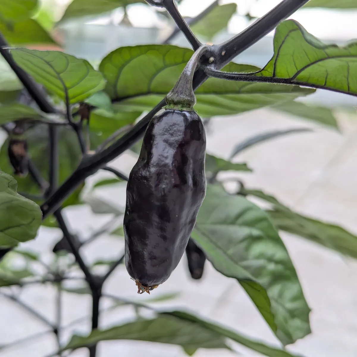 Violette Chili 'Pimenta Da Neyde' (Capsicum chinense x annuum) Samen