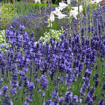 Blühender Echter Lavendel (Lavandula angustifolia) im Beet